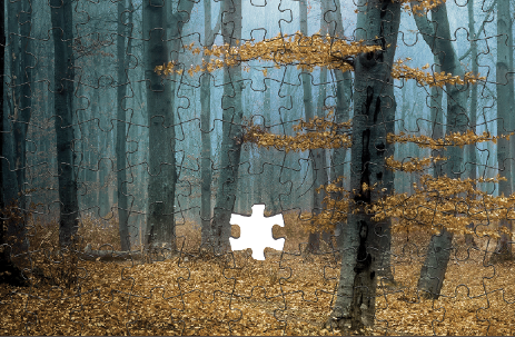 A puzzle piece is shown in the middle of a forest.