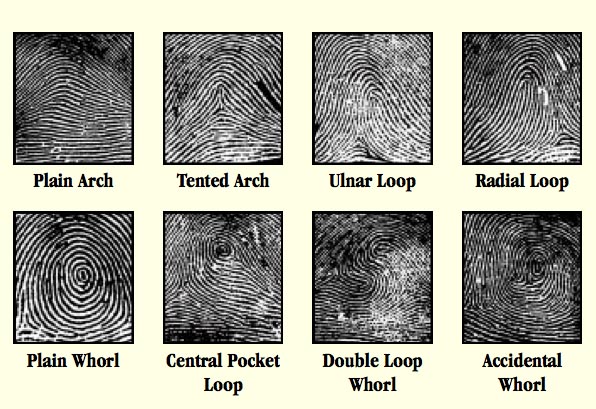 A series of fingerprints are shown in different ways.